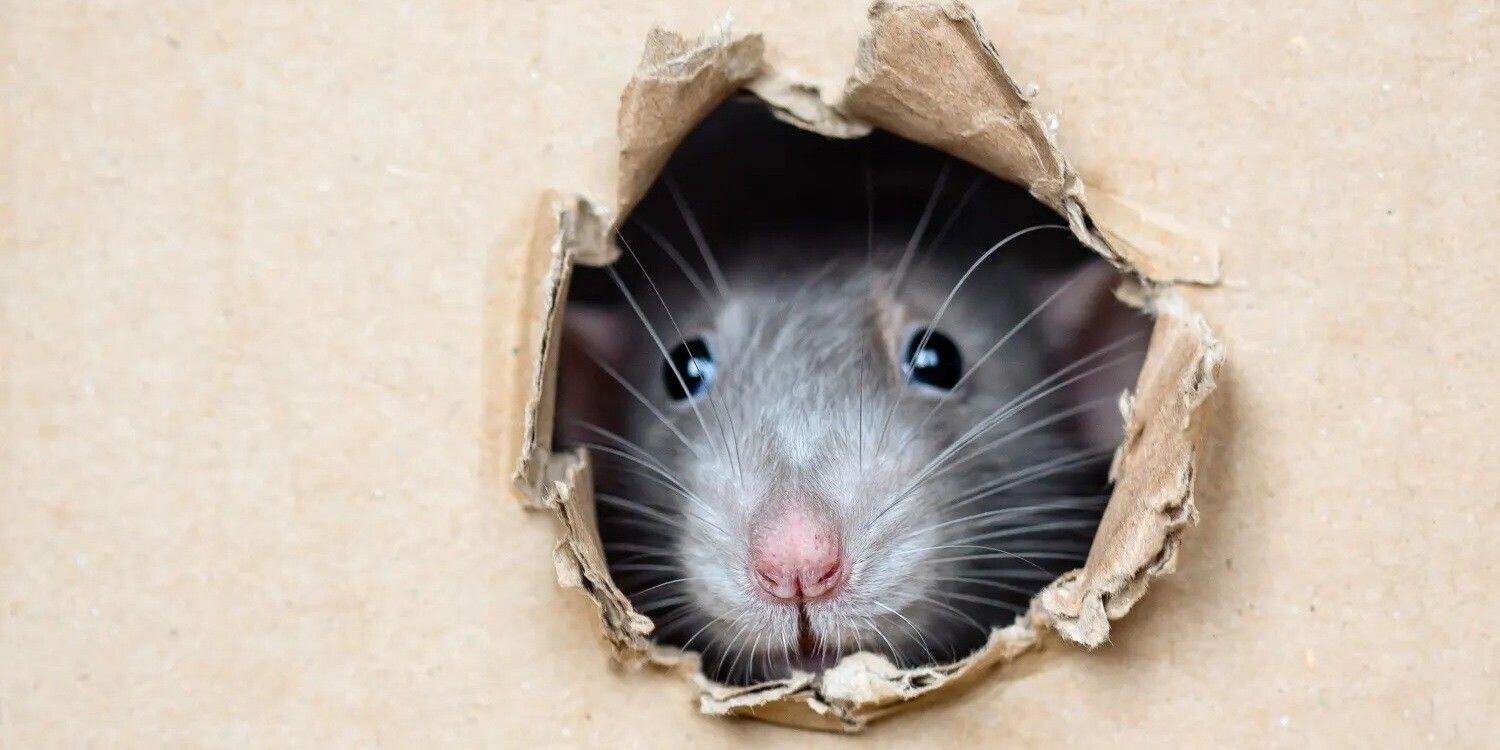 A rat peering out of a hole that it's chewed in a bit of drywall.