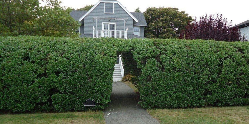 A large, tall row of hedges with a doorway cut into it for accessibility to a house on the property.
