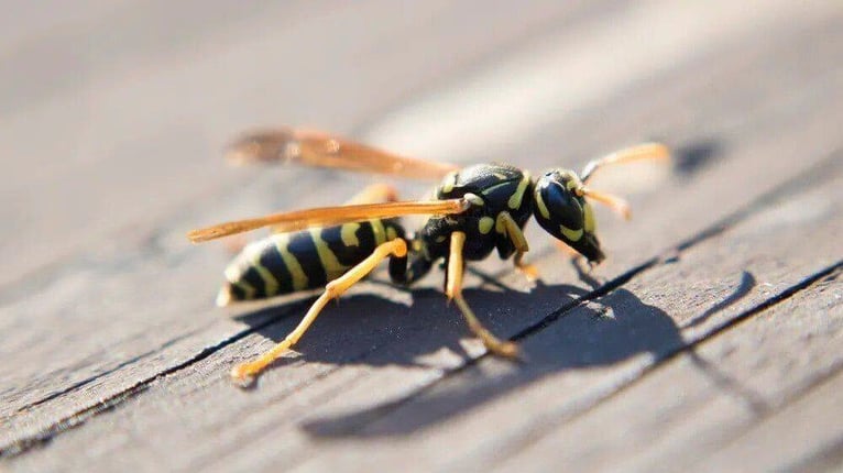 A yellow jacket resting on a wooden surface.