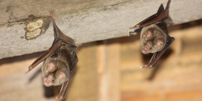 Two bats hanging off the side of a wooden joist on a home.