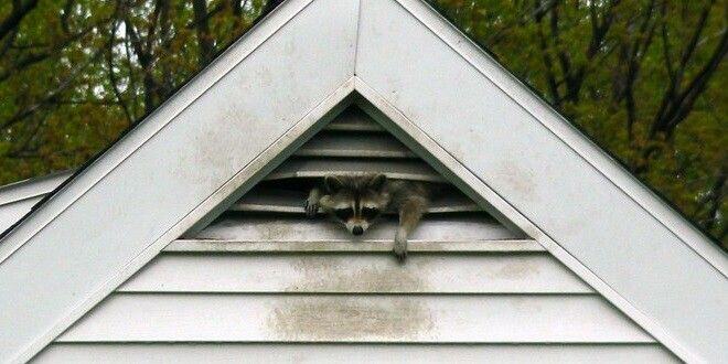 A raccoon hanging out of a white gable end vent. The animal's sebum has stained the white siding a grayish-brown.