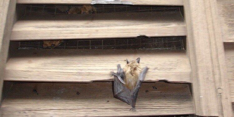 A bat crawling its way up and into a gable vent. Other bats can be seen who have already bypassed the vent.