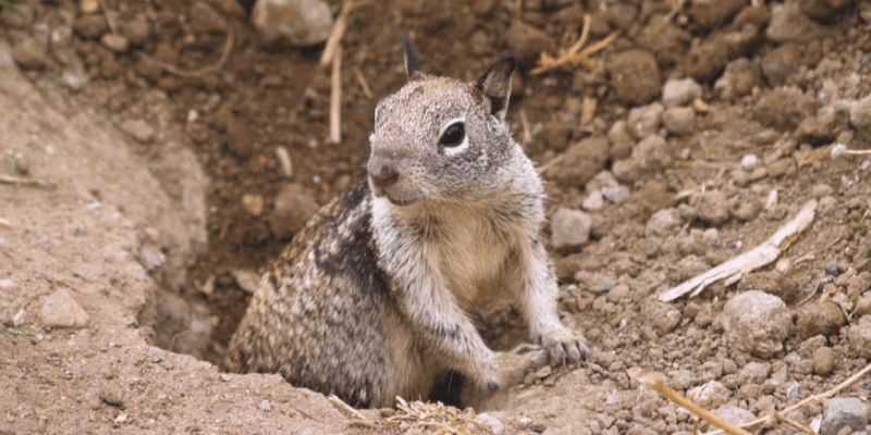 A squirrel peeking out of a hole in the ground. It is surrounded by dirt.