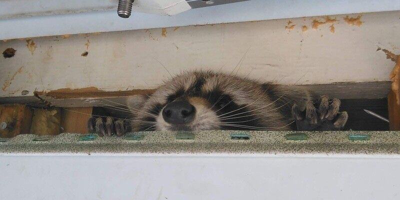 A raccoon peeking through a crack between a home's drywall and studs. The critter's paws, nose, and face are visible.