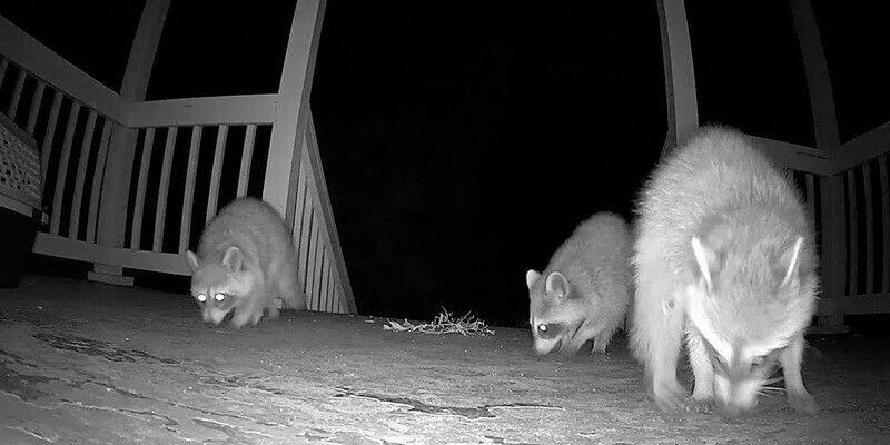 A nighttime security camera still image of raccoons sniffing around on a home's porch.