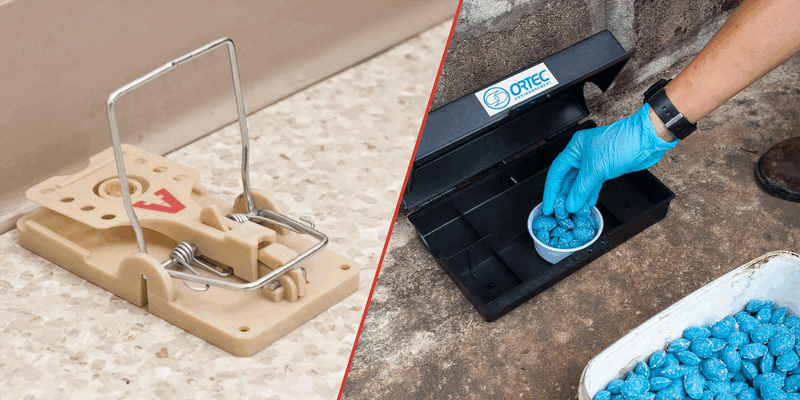 A side-by-side image. On the left is a mouse trap, and on the right is a person setting out some blue rodenticide.