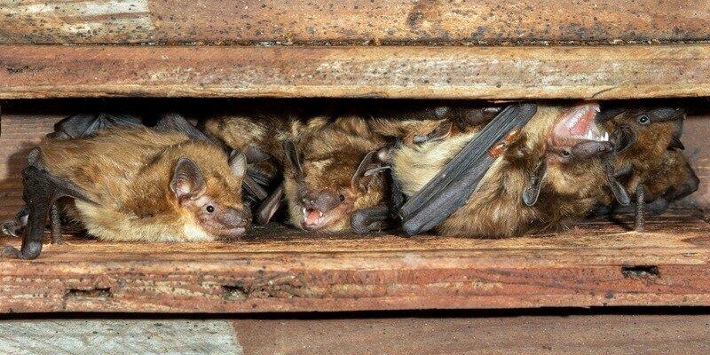 A group of four bats squeezed together inside the wood joists of an attic.