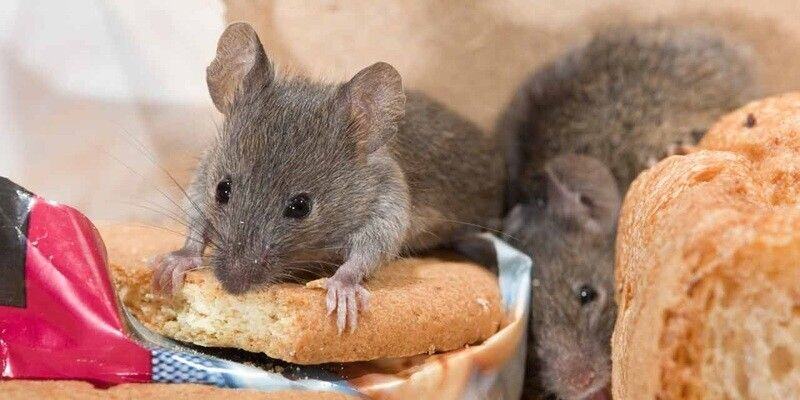 A couple of mice who have invaded a cupboard and are gnawing on cookies and bread.