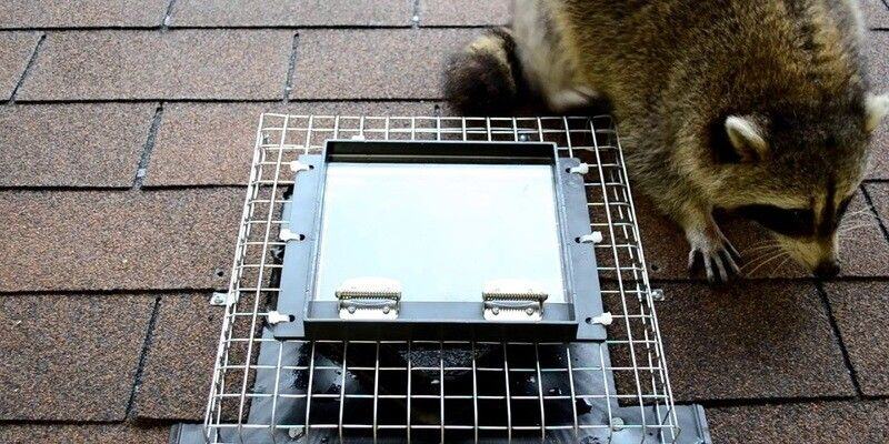 A one-way door set up over a roof vent opening. A raccoon is examining the top-right corner of the device.