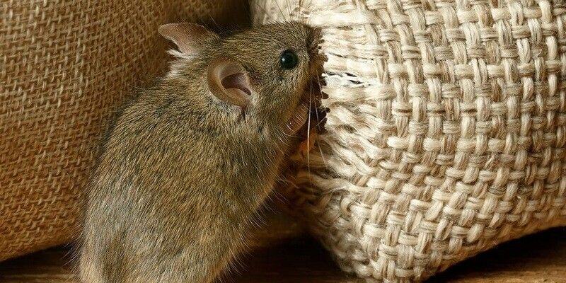 A mouse chewing through the corner of a burlap sack filled with grain.