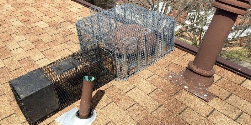 A mushroom-style roof vent surrounded by a cage. One opening in the cage is connected to a positive-placement trap.