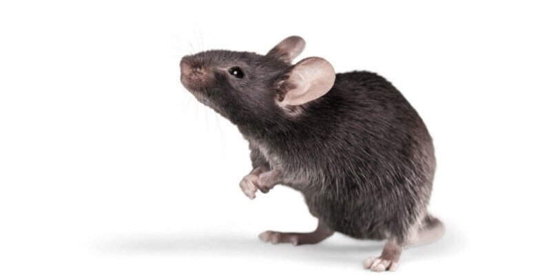 A black roof rat standing on its hind legs against a white background. It's rubbing its front two paws together.