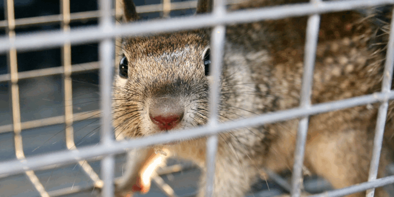 A squirrel caught in a humane trap. It is staring at the camera lens.