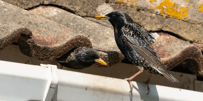 A couple of black birds hiding in a home's gutters.