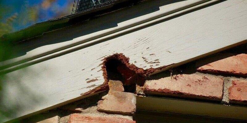 A white, wooden fascia of a home with a hole chewed into it by a rodent.