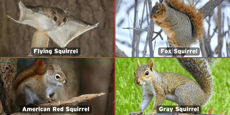 A four-panel image showing a flying squirrel, a fox squirrel, an American red squirrel, and a gray squirrel. Each squirrel is labeled.