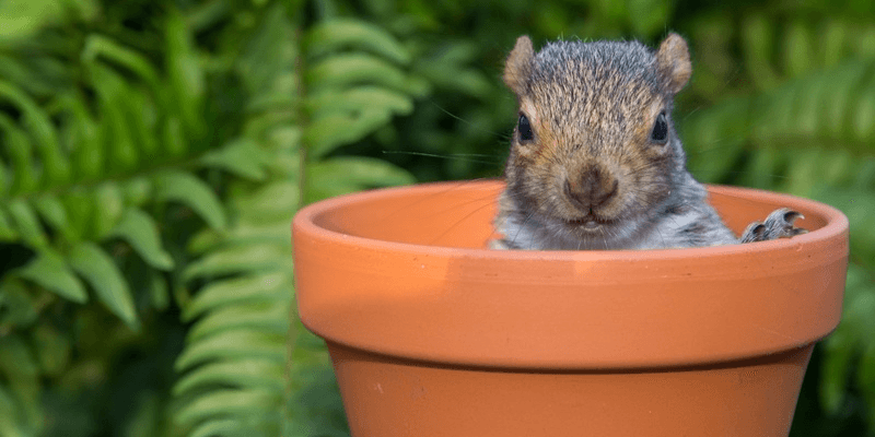 A squirrel poking its head out of a flowerpot outdoors.