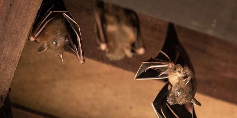 A close-up of three bats hanging upside down from the rafters of an attic.