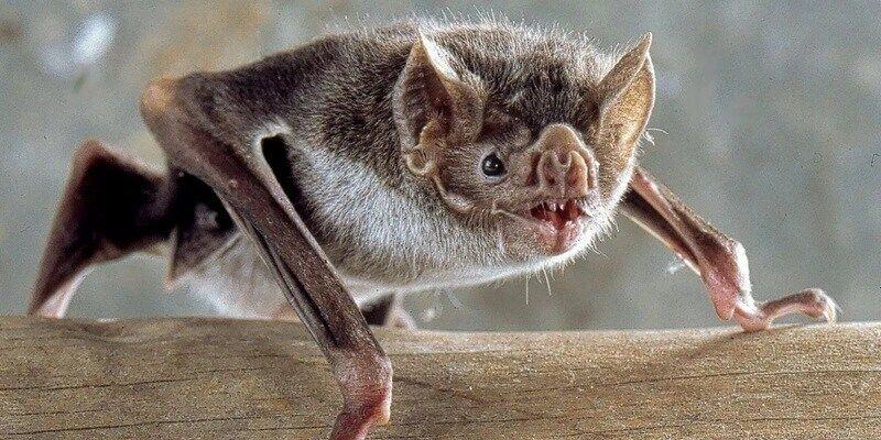 A bat resting on a wooden beam. It appears to be looking directly into the camera lens. It's standing on all fours.