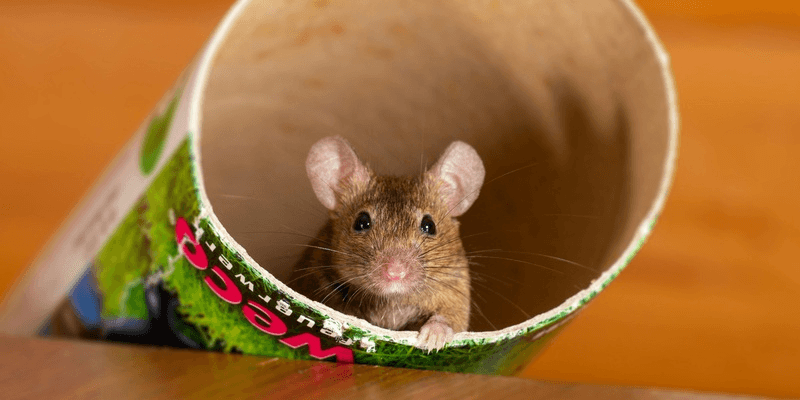 A mouse inside of a cardboard tub that is propped up against a wooden ledge. The animal's ears are up, and it appears to be looking at the camera.