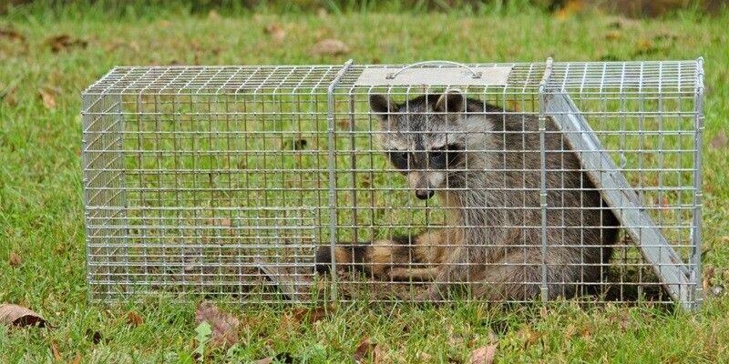 A raccoon sitting on a lawn inside of a cage trap.