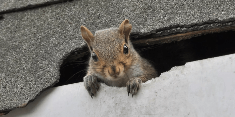 A squirrel peeking out of a roof. The critter has chewed through the shingles and the wooden frame of the house.