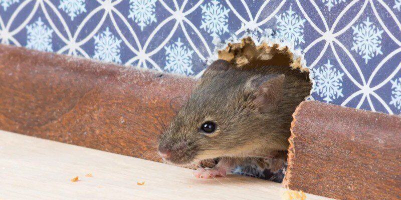 A rat peeking out of a hole in the baseboard of a home. In front of the rat are some crumbs of food.